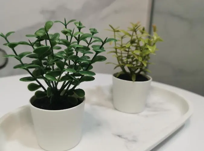 Nedic * ズラティボール